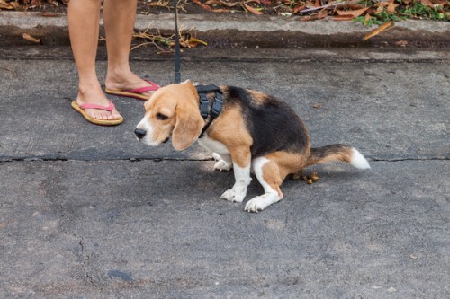 Adorable beagle dog pooing