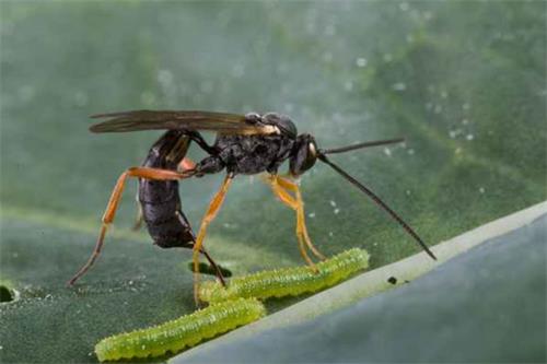 寄生蜂把毛虫变成转基因生物