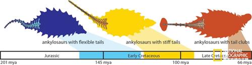 甲龙是如何进化出令人生畏的尾巴的？