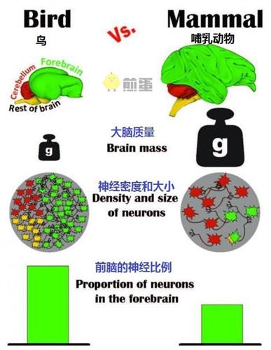 鸟类为什么聪明？因为神经元多